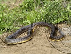 Полоз желтобрюхий (каспийский) 003